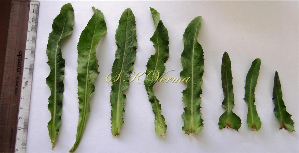  Cauline leaves from base to apex